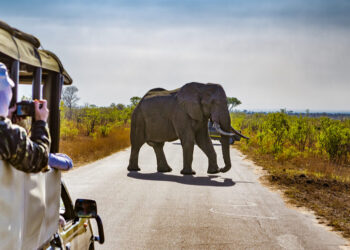 African Travel & Tourism by shutterstock
