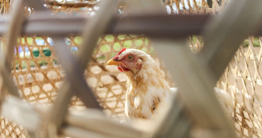 Nigeria's Poultry Sector Crisis