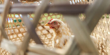 Nigeria's Poultry Sector Crisis