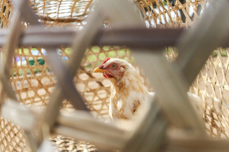 Nigeria's Poultry Sector Crisis