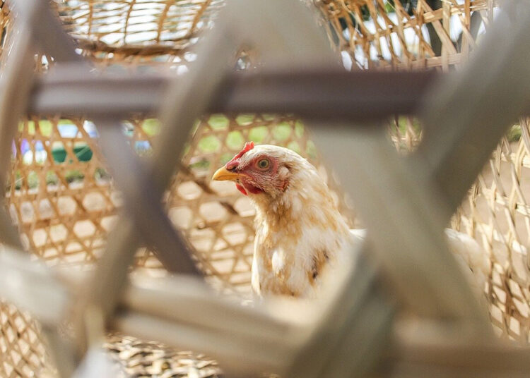 Nigeria's Poultry Sector Crisis