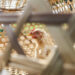 Nigeria's Poultry Sector Crisis