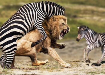Gratitude and responsibility - learn from Zebra and Lion -
