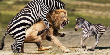 Gratitude and responsibility - learn from Zebra and Lion -