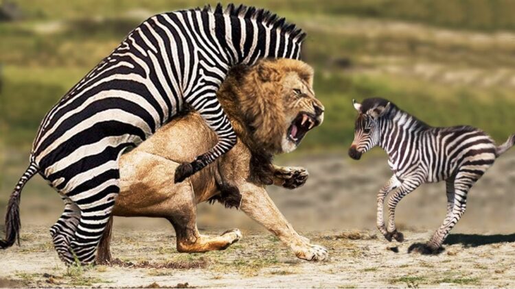 Gratitude and responsibility - learn from Zebra and Lion -