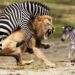 Gratitude and responsibility - learn from Zebra and Lion -