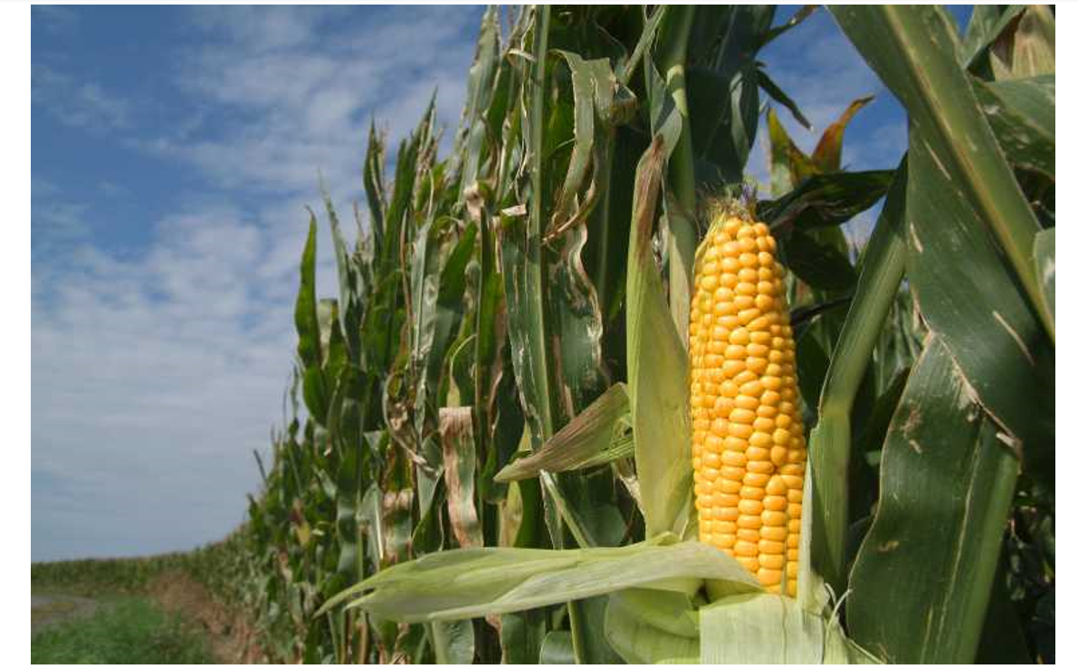 Maize farm