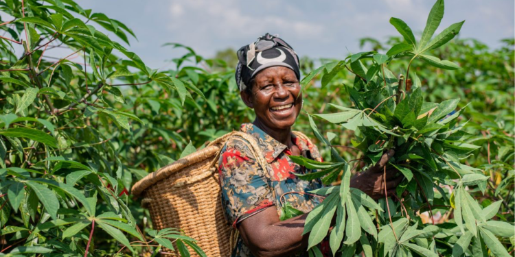 Sabi, Nectar Fresh, and Meadow Foods Partner to Enhance Cash Crop Supply Chain in Oyo State