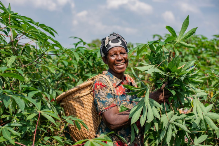 Sabi, Nectar Fresh, and Meadow Foods Partner to Enhance Cash Crop Supply Chain in Oyo State