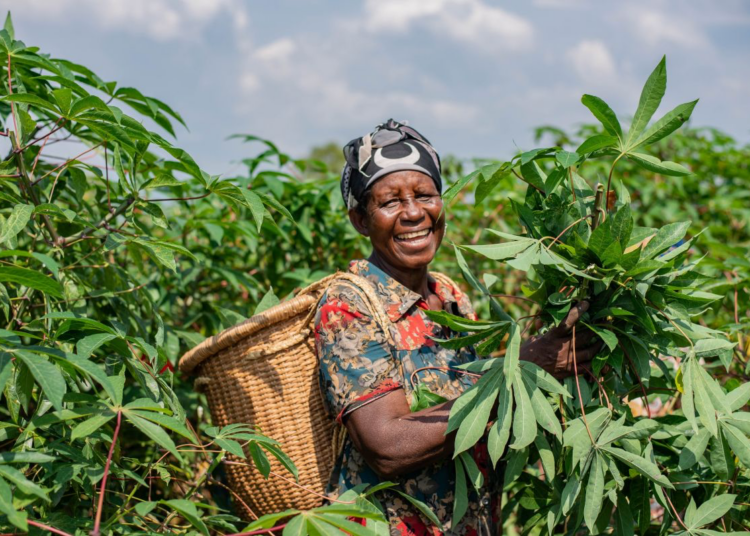 Sabi, Nectar Fresh, and Meadow Foods Partner to Enhance Cash Crop Supply Chain in Oyo State