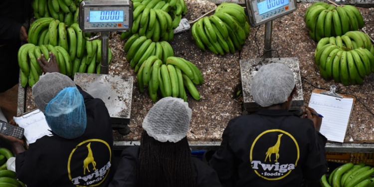 Twiga Foods to Lay Off 59 Employees, Totaling 342 Job Cuts in a Year