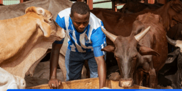 Source: Moniepoint Livestock Survey report