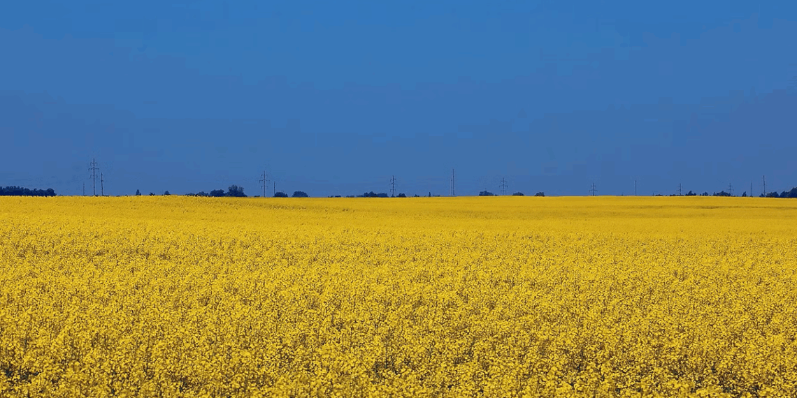Sunflower field ukraine | Swedfund