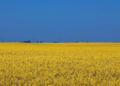 Sunflower field ukraine | Swedfund