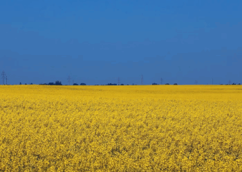 Sunflower field ukraine | Swedfund