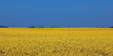 Sunflower field ukraine | Swedfund