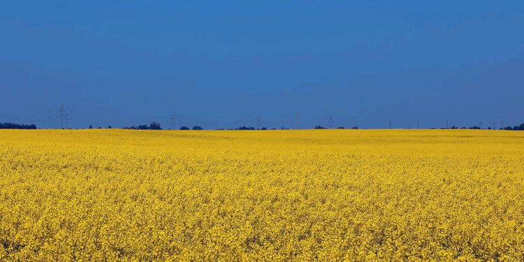 Sunflower field ukraine | Swedfund
