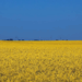 Sunflower field ukraine | Swedfund
