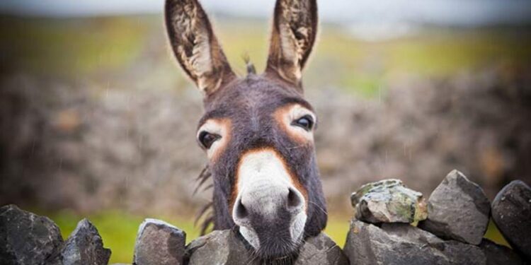 Donkey's Strength
