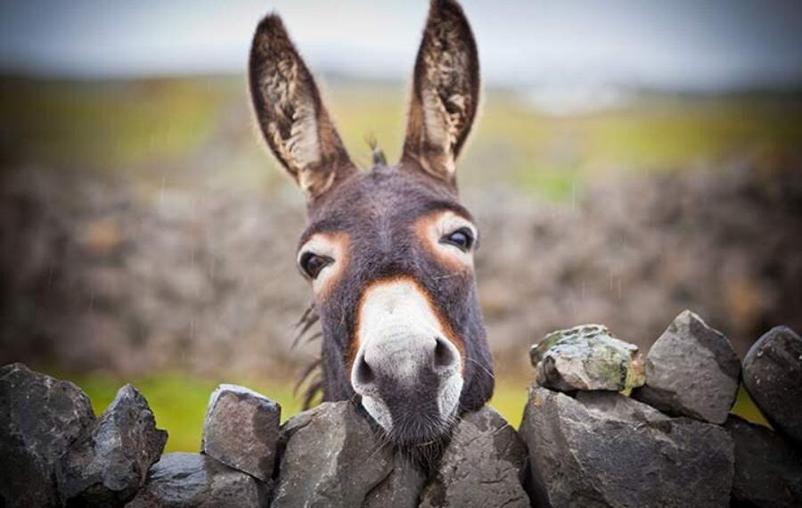 Donkey's Strength