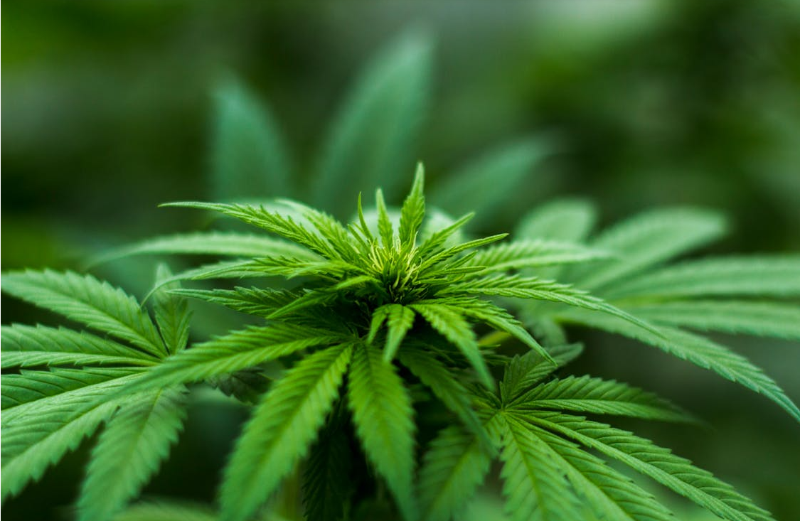 ecommerce in canada and cannabis market