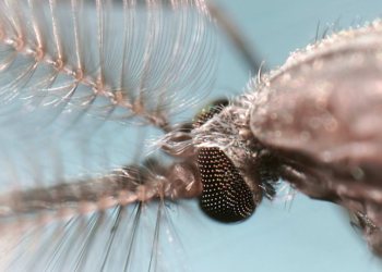 mosquitoes