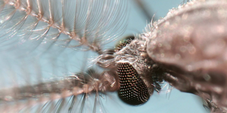 mosquitoes