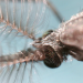 mosquitoes